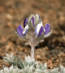 Lupinus breweri bryoides