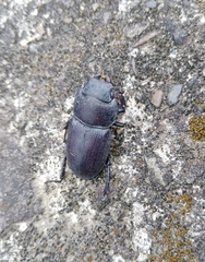 Serrognathus kyanrauensis