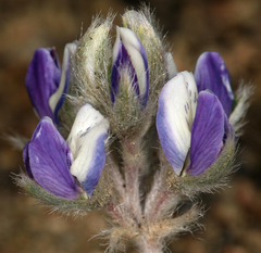 Lupinus breweri bryoides