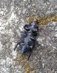 Serrognathus kyanrauensis