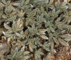 Lupinus breweri bryoides