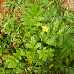Argentina subarctica