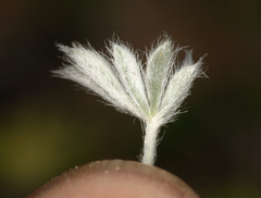 Lupinus breweri bryoides