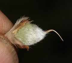 Lupinus breweri bryoides