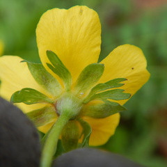 Argentina subarctica