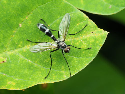 Cordyligaster septentrionalis photo 5