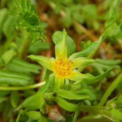 Argentina subarctica