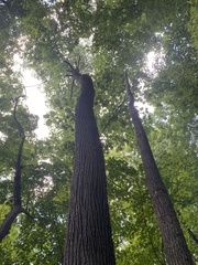 Tilia americana americana