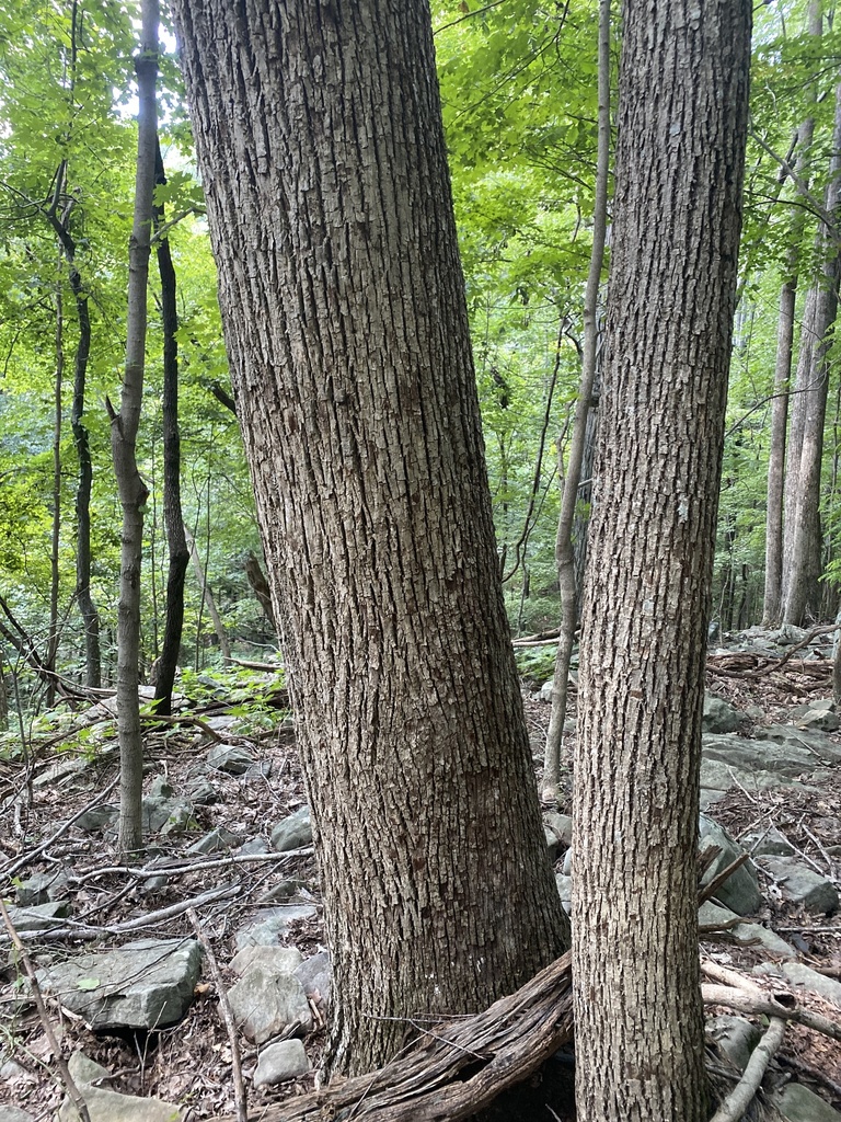 American basswood from Monte Sano State Park, Huntsville, AL, US on August 03, 2020 at 0209 PM