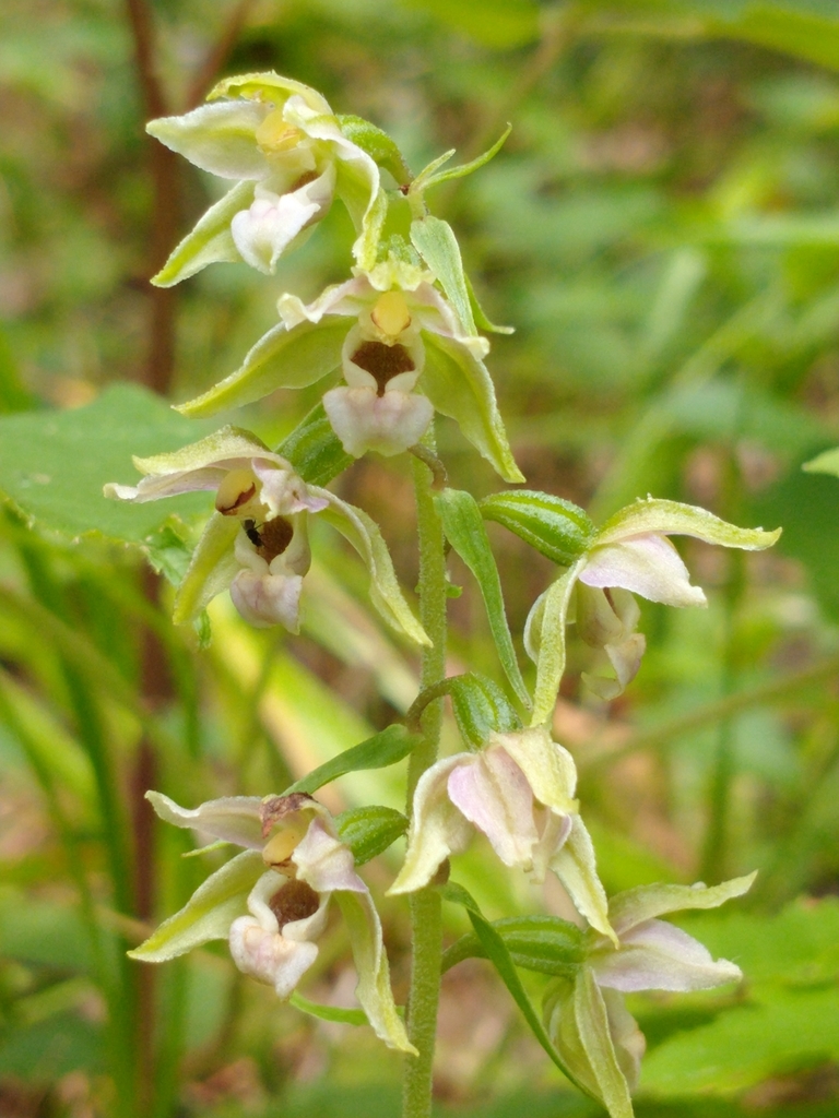 Epipactis helleborine