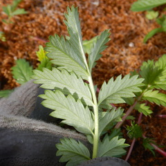 Argentina subarctica