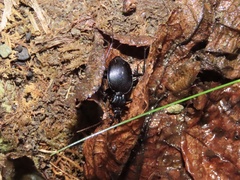 Scaphinotus ridingsii