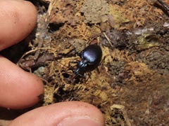 Scaphinotus ridingsii