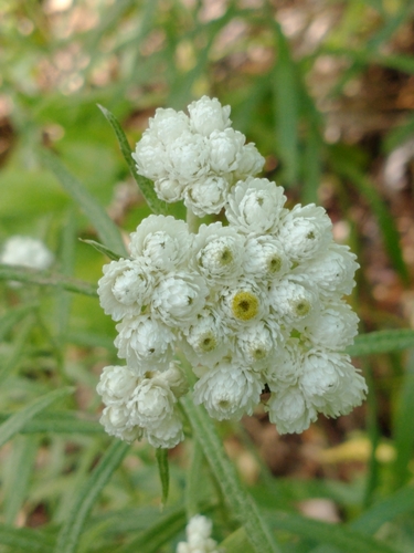 Anaphalis margaritacea iNat (3)