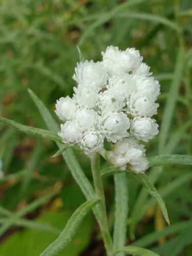 Anaphalis margaritacea