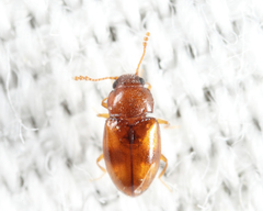 Toramus pulchellus