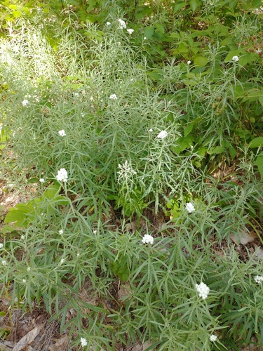 Anaphalis margaritacea