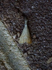 Haimbachia placidellus