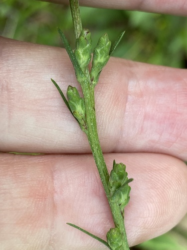 Liatris virgata, photograph 6