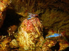 Austromegabalanus psittacus