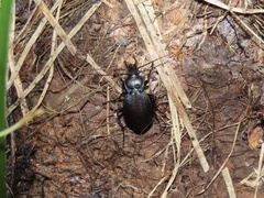 Carabus goryi