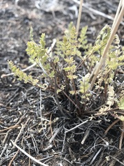 Lomatium eastwoodiae