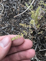 Lomatium eastwoodiae