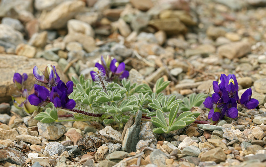 Lupinus flavoculatus