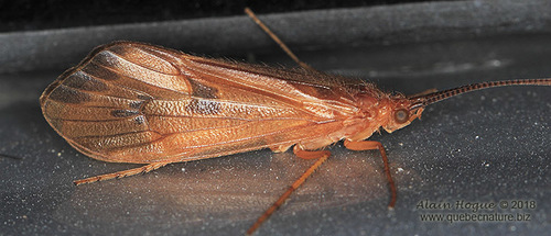 Pycnopsyche guttifera