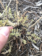 Lomatium eastwoodiae