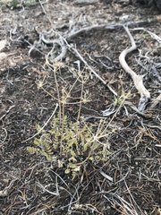 Lomatium eastwoodiae