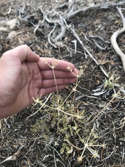 Lomatium eastwoodiae