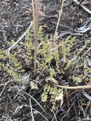 Lomatium eastwoodiae