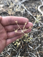 Lomatium eastwoodiae