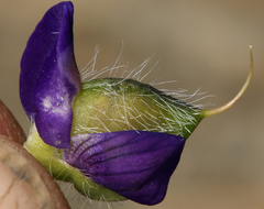 Lupinus flavoculatus