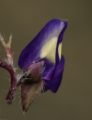 Lupinus flavoculatus