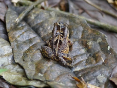 Sclerophrys camerunensis