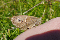 Pampasatyrus gyrtone