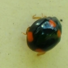 Brachiacantha quadripunctata