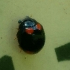 Brachiacantha quadripunctata