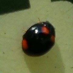 Brachiacantha quadripunctata