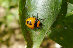 Brontocoris tabidus