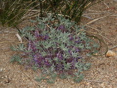 Lupinus lepidus utahensis