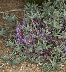 Lupinus lepidus utahensis