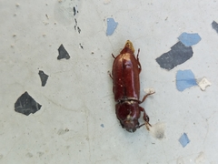 Neandra marginicollis