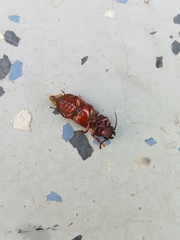 Neandra marginicollis