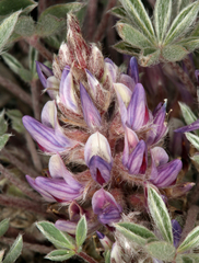 Lupinus lepidus utahensis