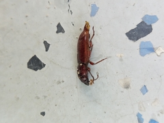 Neandra marginicollis