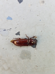 Neandra marginicollis