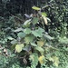 Solanum quitoense - Photo (c) caaz, alguns direitos reservados (CC BY-NC)